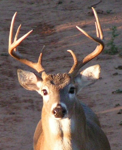 Stare Down