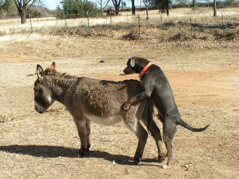 Ride 'em Doggy?