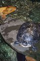 The turtle & the fish...