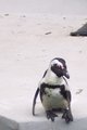 Modeling Penguin