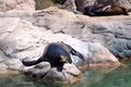 Sun Bathing Seal