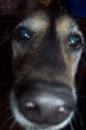 Nosey Dog