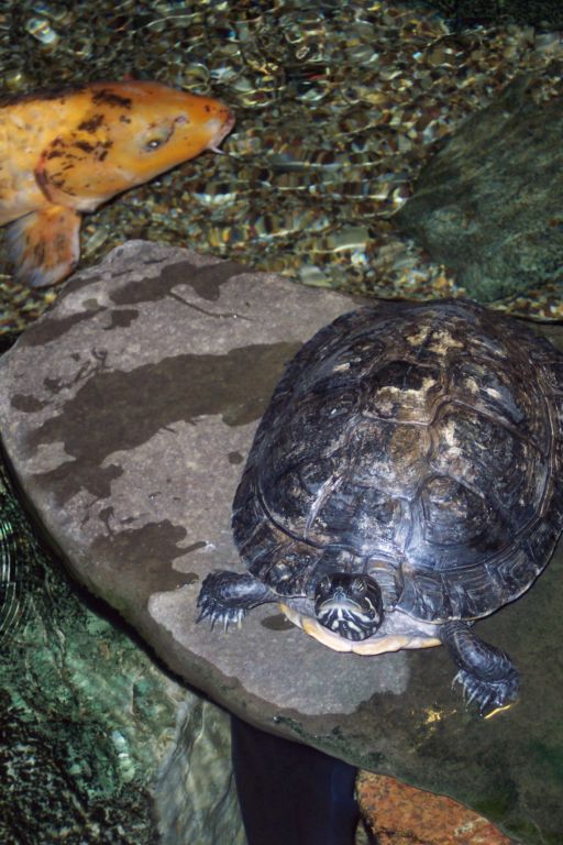 The turtle & the fish...