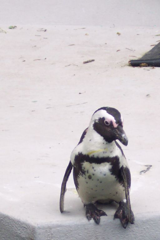 Modeling Penguin