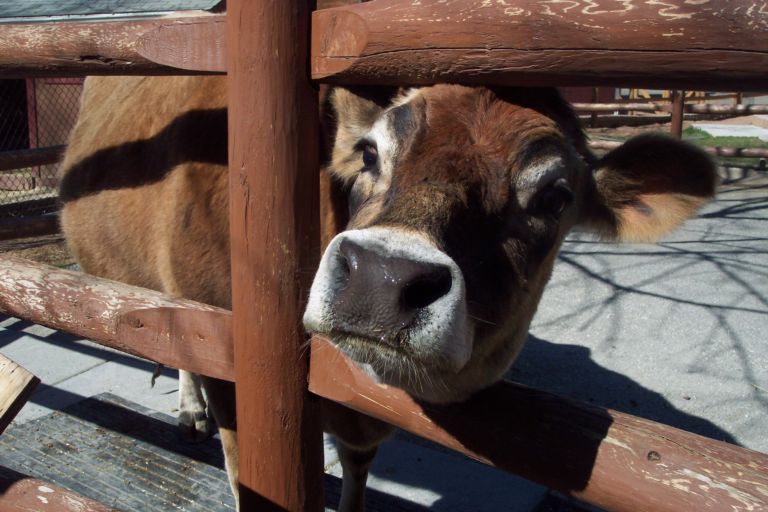 Big Brown Cow