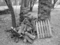 woodpile