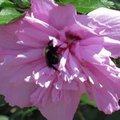 bumble bee