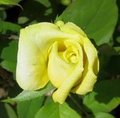 yellow rose bud