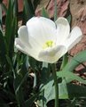 tulip 2