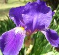 Iris II