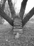 woodpile steps