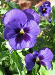 Pansies