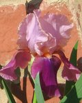 Iris