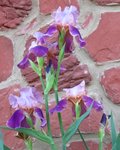 Irises