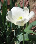 tulip 2