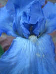 Iris III