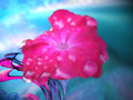 Floral Beauty