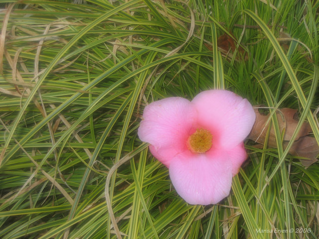 Pink Flower