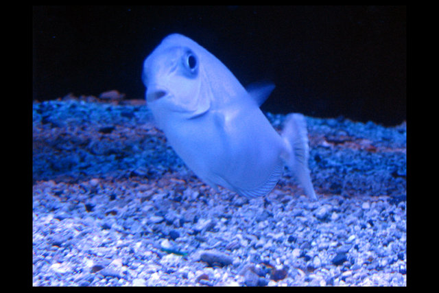Blue Fish