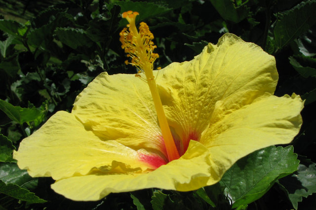 Hibiscus