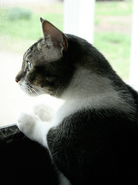 Bird-watching.jpg