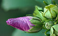 _MG_4760-01A.jpg