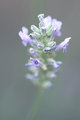 lavendar blossom