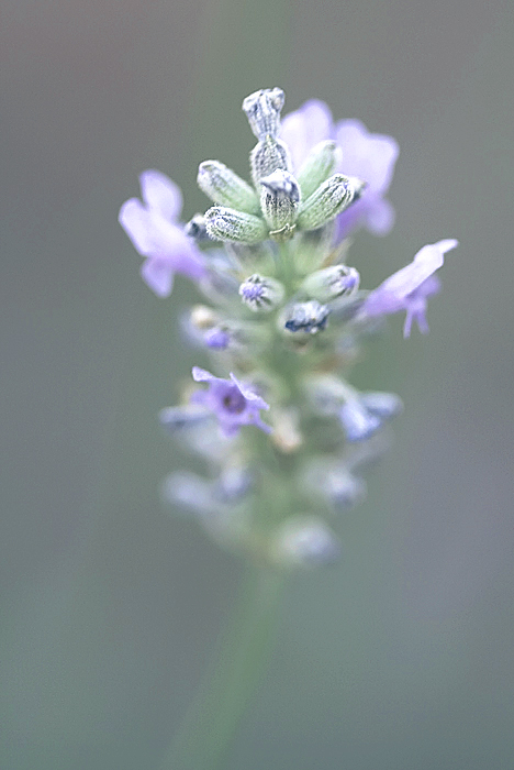 lavendar blossom