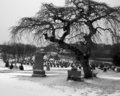 Cemetery Tree