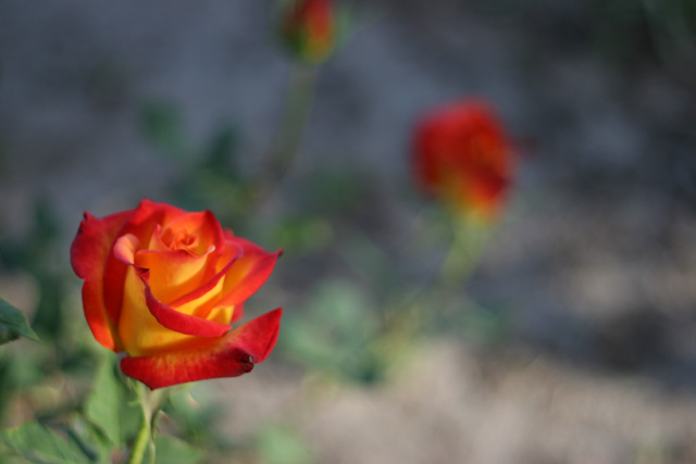 IMG_1861.jpg