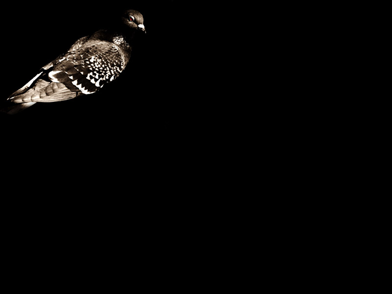 pigeon