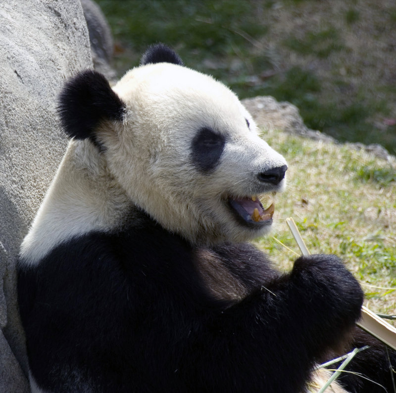 panda2.jpg