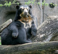 Montgomery Zoo Bear