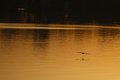 Long Lake at Sunrise