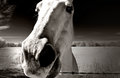 Horse with no name