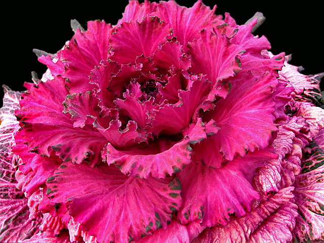 cabbage.jpg