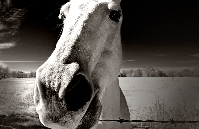 Horse with no name