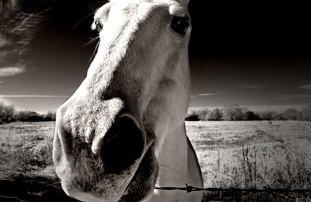 Horse2