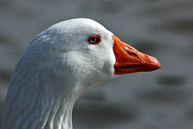 Aflac
