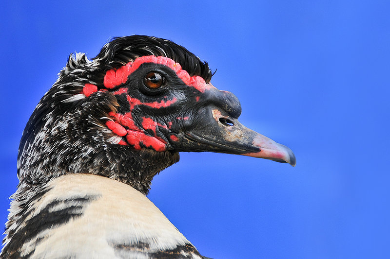 Alright Mr DeMille, I'm ready for my close up now.