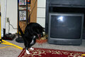 housebeast02.jpg