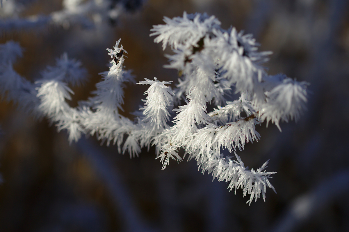 Ice Flower