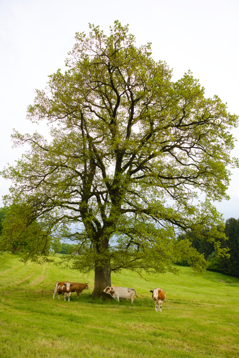 Trees4