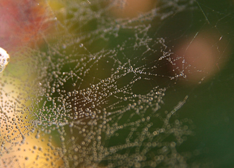 Morning Dew (1)
