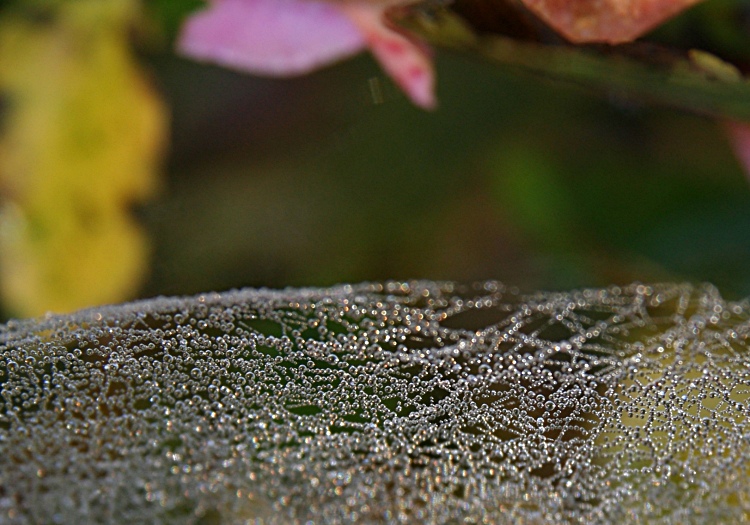 Morning Dew (2)