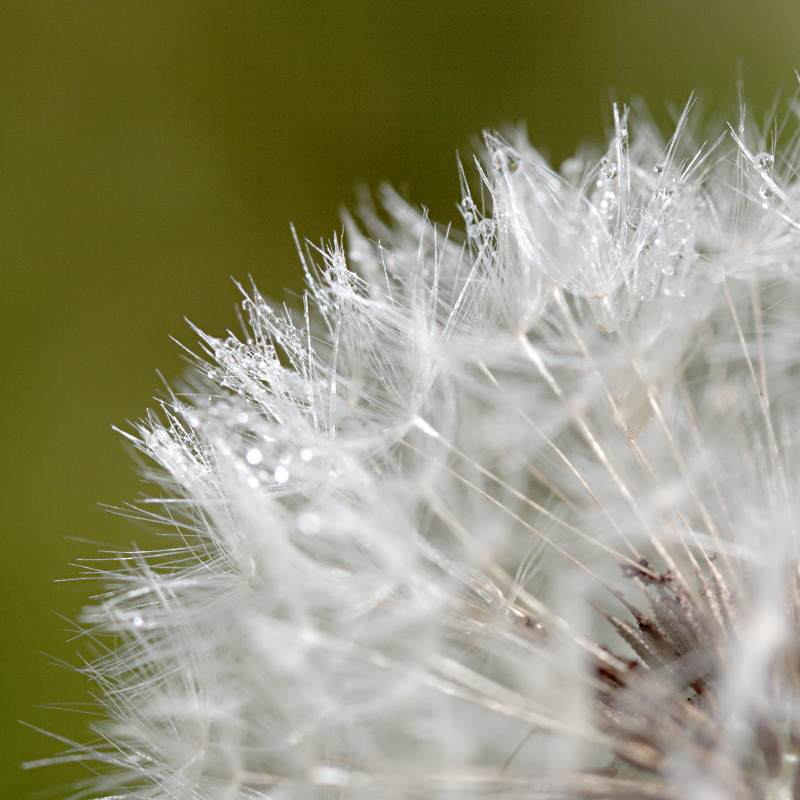 Pusteblume