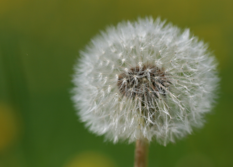 Pusteblume