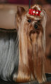 Yorkie