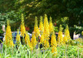 Lupins