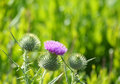 Thistle